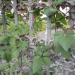 フェンスもおしゃれなエクステリア。素敵なフェンスにするポイントは？