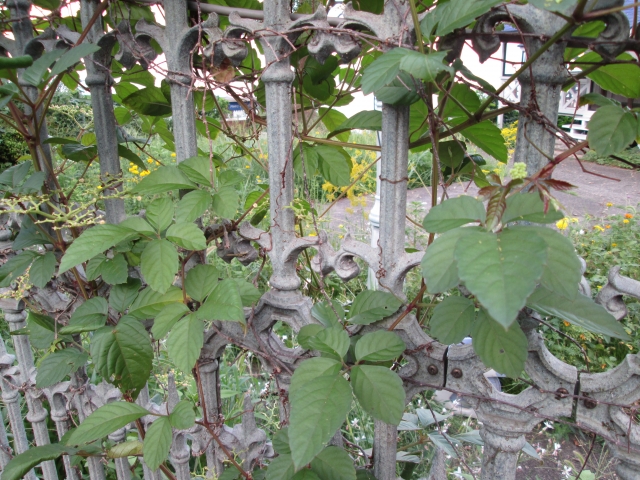 フェンスもおしゃれなエクステリア。素敵なフェンスにするポイントは？